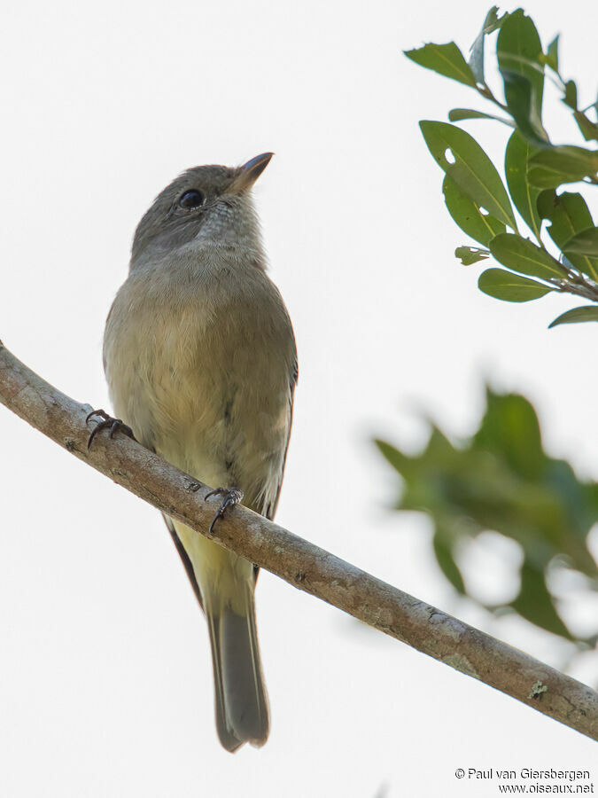 Grey Whistleradult