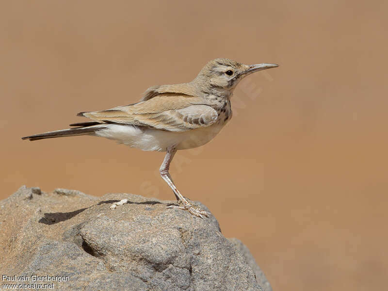 Greater Hoopoe-Lark, pigmentation, Behaviour