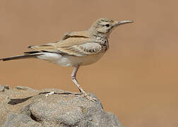 Greater Hoopoe-Lark