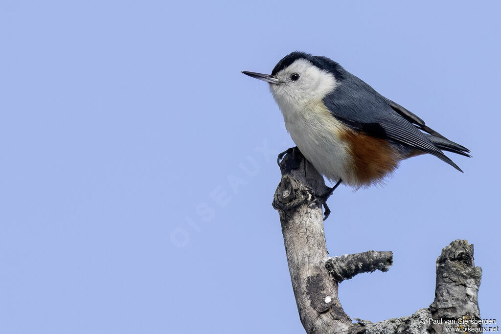Sittelle à joues blanches