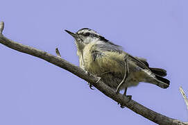 Red-breasted Nuthatch