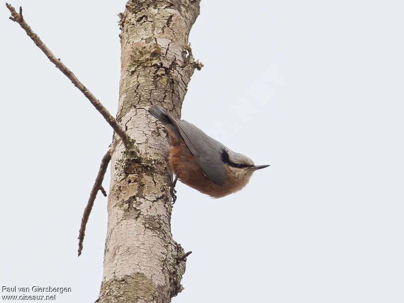 Indian Nuthatchadult, identification
