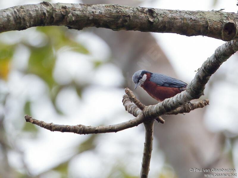 Chestnut-bellied Nuthatch