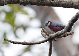 Chestnut-bellied Nuthatch