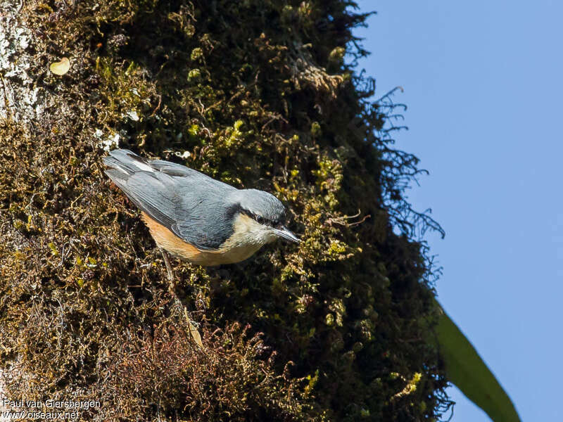 Sittelle de l'Himalayaadulte, identification