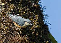 White-tailed Nuthatch