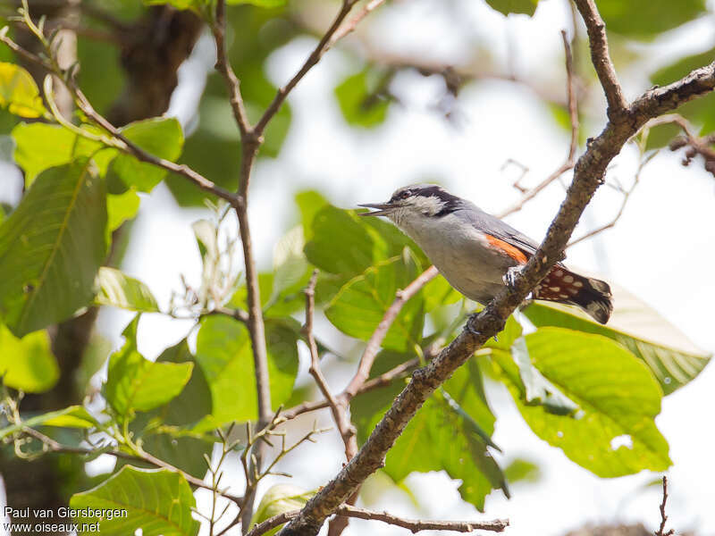 Sittelle des Nagaadulte, identification