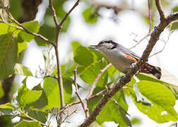 Chestnut-vented Nuthatch