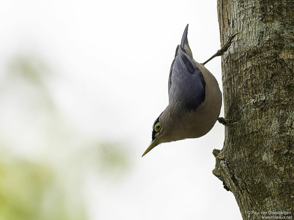 Sulphur-billed Nuthatchadult