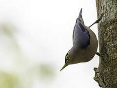 Sulphur-billed Nuthatch