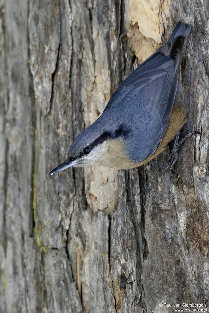 Sittelle du Cachemireadulte