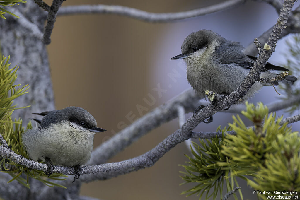 Pygmy Nuthatchadult