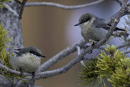 Pygmy Nuthatch