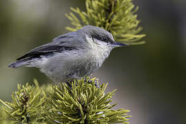 Pygmy Nuthatch