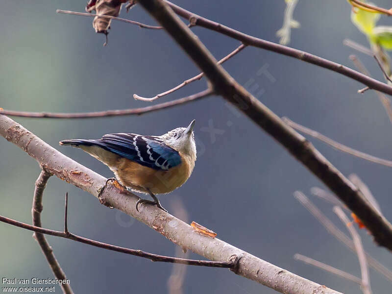 Beautiful Nuthatchadult, identification