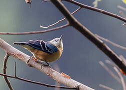 Beautiful Nuthatch