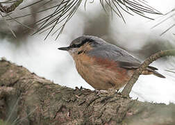 Eurasian Nuthatch