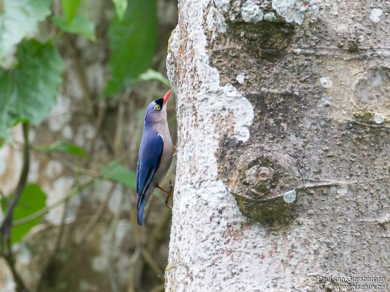 Velvet-fronted Nuthatch