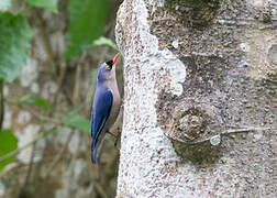 Velvet-fronted Nuthatch