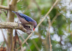 Velvet-fronted Nuthatch