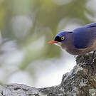 Sittelle veloutée