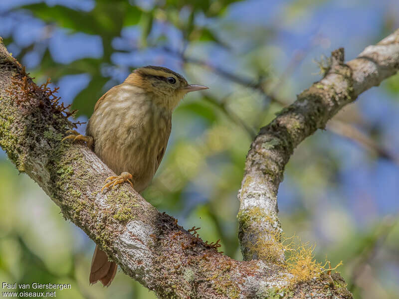 Sharp-billed Treehunter