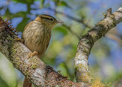 Sharp-billed Treehunter