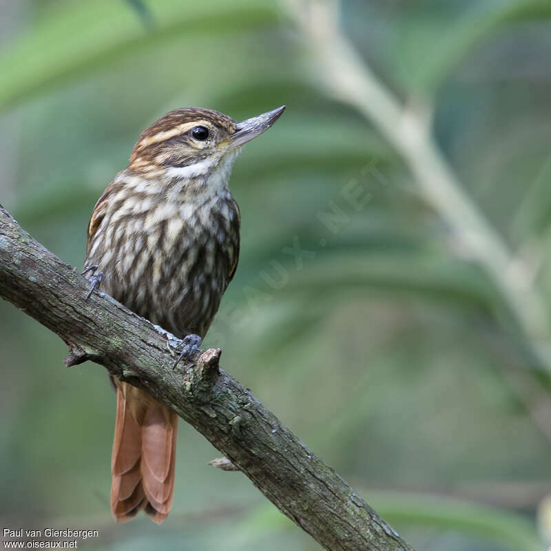 Streaked Xenopsadult, close-up portrait