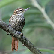 Streaked Xenops