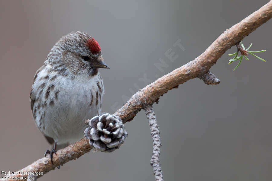 Common Redpoll female adult, close-up portrait, pigmentation