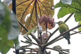 Yellow-browed Shrike-Vireo