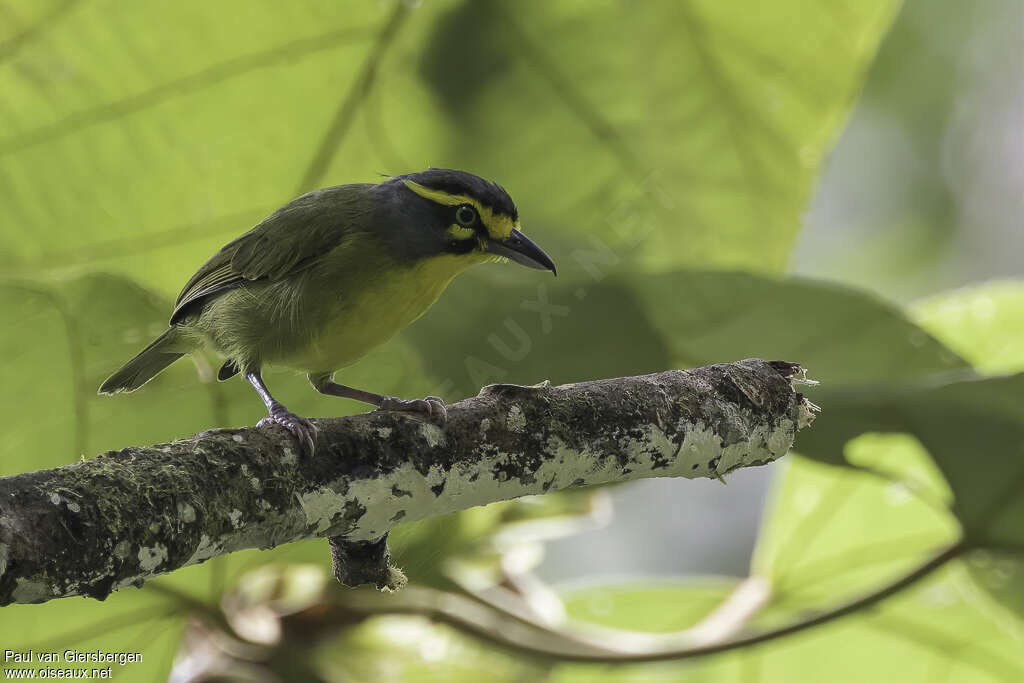 Slaty-capped Shrike-Vireoadult, identification