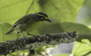 Slaty-capped Shrike-Vireo