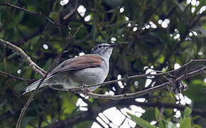 Brown-backed Solitaire