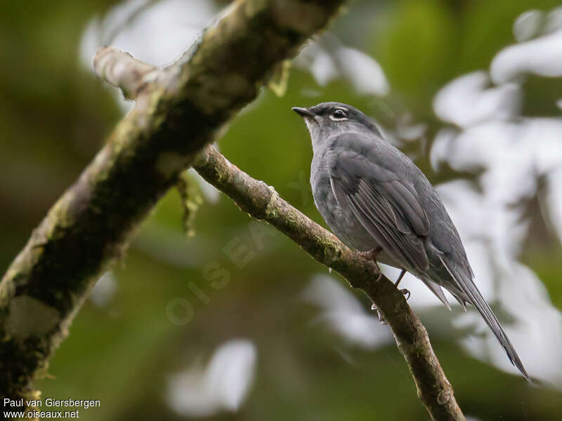 Slate-colored Solitaireadult, identification