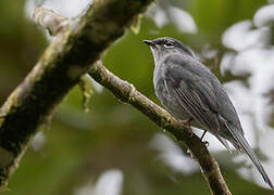 Slate-colored Solitaire