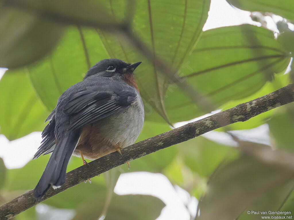 Rufous-throated Solitaireadult