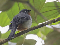 Rufous-throated Solitaire