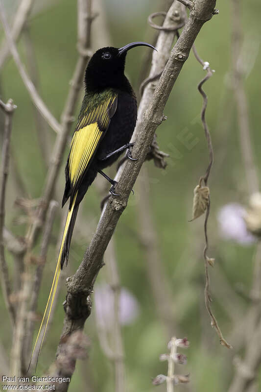 Souimanga à ailes dorées mâle adulte, identification