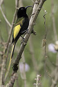 Golden-winged Sunbird