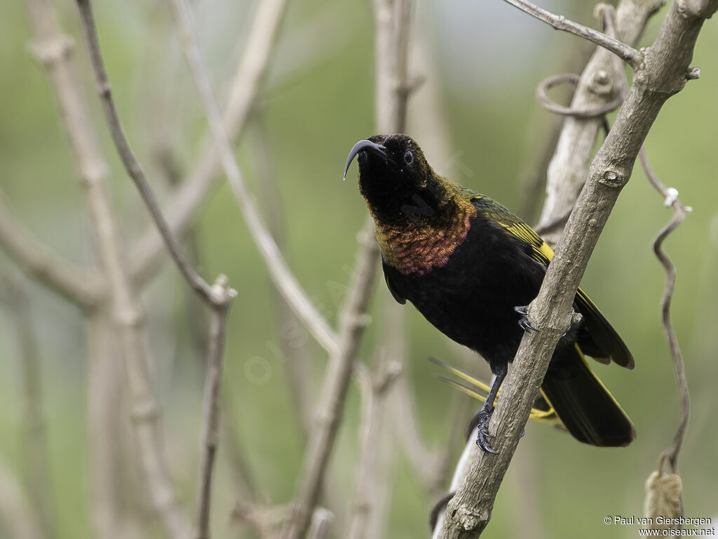 Souimanga à ailes dorées mâle adulte