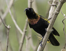 Golden-winged Sunbird