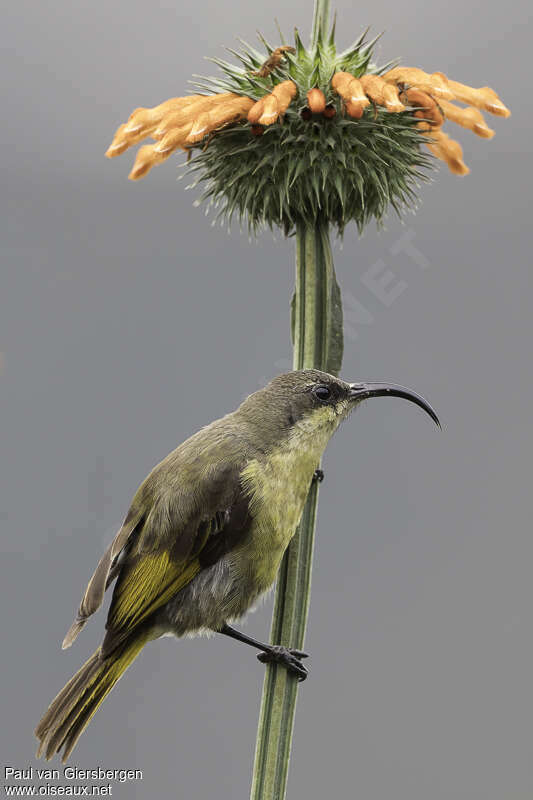 Golden-winged Sunbird female adult, identification