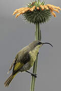 Golden-winged Sunbird