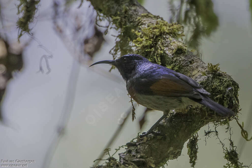 Rufous-winged Sunbird male adult, identification