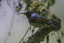 Rufous-winged Sunbird