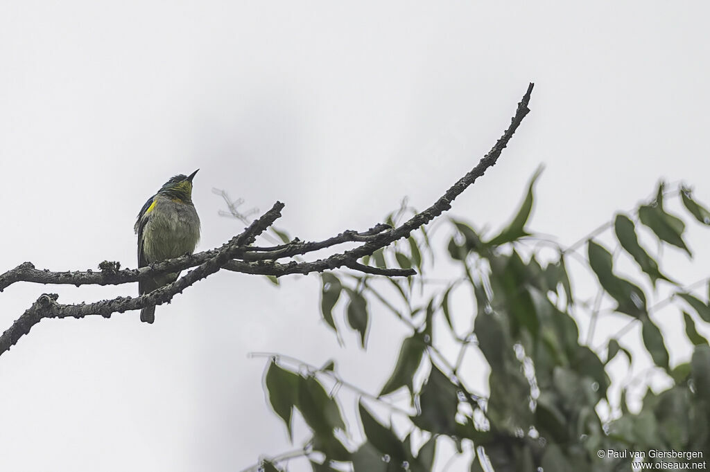 Yellow-chinned Sunbird