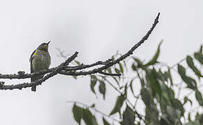 Grey-chinned Sunbird