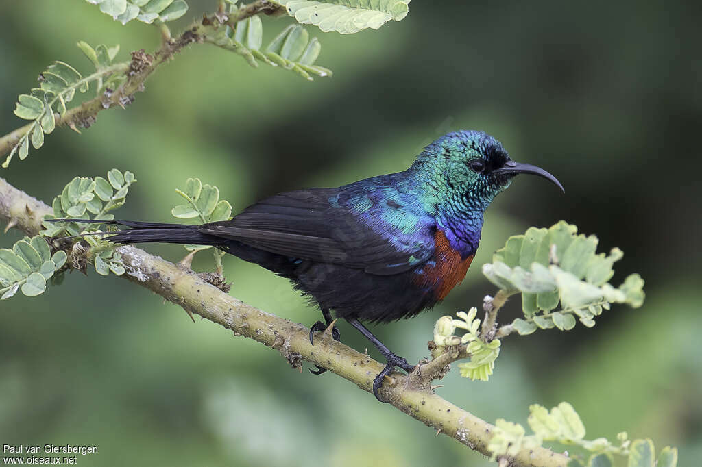 Red-chested Sunbird male adult, identification