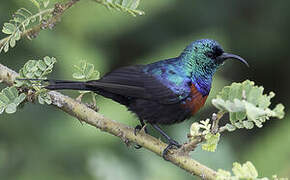 Red-chested Sunbird